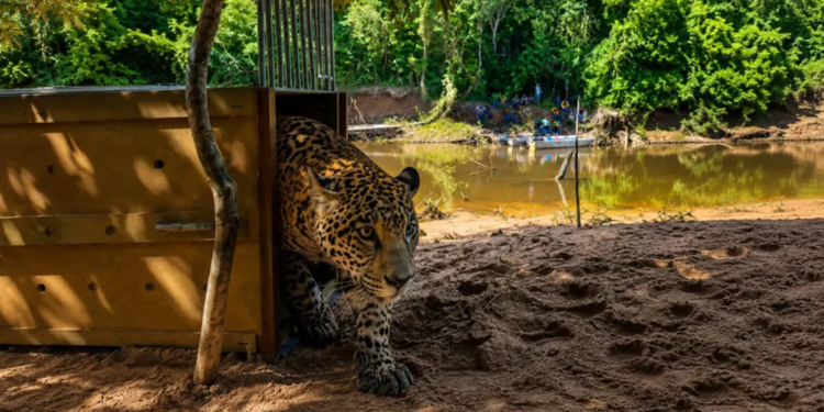 Yaguara, una joven jaguar rescatada durante los incendios forestales de 2024, volvió finalmente a la libertad