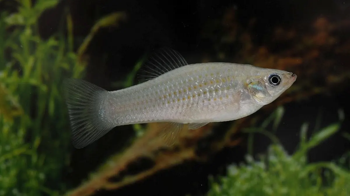 El pez que desafía la evolución y vive sin machos desde hace 100.000 años